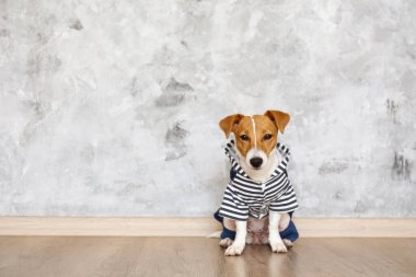 Kameraya köpek tulumu giymiş meraklı Jack Russell Terrier yavrusu bakıyor. Evde katlanmış kulakları ve yüzünde tuhaf bir ifadeyle sevimli bir köpek. Kapat, kopyala boşluk, arkaplan.