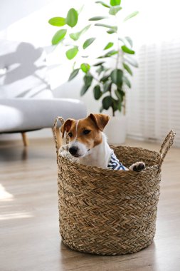 Meraklı Jack Russell Terrier köpeği sepette oturup kameraya bakıyor. Evde katlanmış kulakları ve yüzünde tuhaf bir ifadeyle sevimli bir köpek. Kapat, kopyala boşluk, arkaplan.