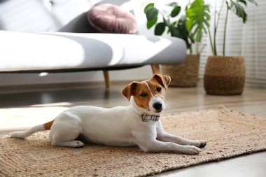 Meraklı Jack Russell Terrier yavrusu kameraya bakıyor. Evde katlanmış kulakları ve yüzünde tuhaf bir ifadeyle sevimli bir köpek. Kapat, kopyala boşluk, arkaplan.