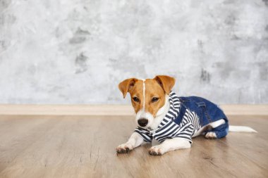 Kameraya köpek tulumu giymiş meraklı Jack Russell Terrier yavrusu bakıyor. Evde katlanmış kulakları ve yüzünde tuhaf bir ifadeyle sevimli bir köpek. Kapat, kopyala boşluk, arkaplan.
