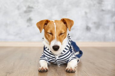 Kameraya köpek tulumu giymiş meraklı Jack Russell Terrier yavrusu bakıyor. Evde katlanmış kulakları ve yüzünde tuhaf bir ifadeyle sevimli bir köpek. Kapat, kopyala boşluk, arkaplan.