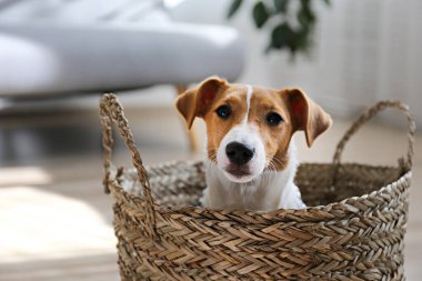 Meraklı Jack Russell Terrier köpeği sepette oturup kameraya bakıyor. Evde katlanmış kulakları ve yüzünde tuhaf bir ifadeyle sevimli bir köpek. Kapat, kopyala boşluk, arkaplan.