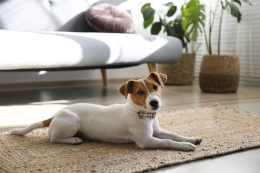 Meraklı Jack Russell Terrier yavrusu kameraya bakıyor. Evde katlanmış kulakları ve yüzünde tuhaf bir ifadeyle sevimli bir köpek. Kapat, kopyala boşluk, arkaplan.