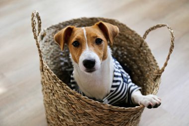 Meraklı Jack Russell Terrier köpeği sepette oturup kameraya bakıyor. Evde katlanmış kulakları ve yüzünde tuhaf bir ifadeyle sevimli bir köpek. Kapat, kopyala boşluk, arkaplan.