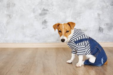 Meraklı Jack Russell Terrier yavrusu kameraya bakıyor. Evde katlanmış kulakları ve yüzünde tuhaf bir ifadeyle sevimli bir köpek. Kapat, kopyala boşluk, arkaplan.
