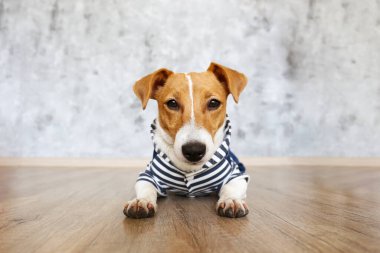 Meraklı Jack Russell Terrier yavrusu kameraya bakıyor. Evde katlanmış kulakları ve yüzünde tuhaf bir ifadeyle sevimli bir köpek. Kapat, kopyala boşluk, arkaplan.