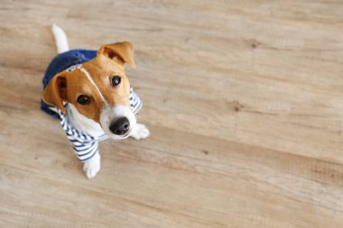 Meraklı Jack Russell Terrier yavrusu kameraya bakıyor. Evde katlanmış kulakları ve yüzünde tuhaf bir ifadeyle sevimli bir köpek. Kapat, kopyala boşluk, arkaplan.