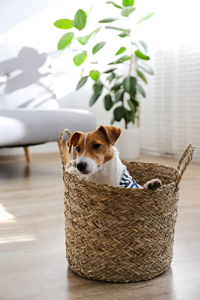 Ciekawy Szczeniak Jack Russell Terrier Siedzi Koszyku Patrzy Kamerę Uroczy — Zdjęcie stockowe