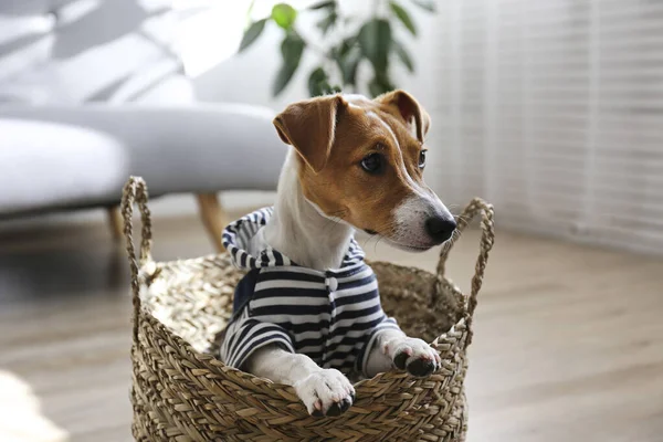 Ciekawy Szczeniak Jack Russell Terrier Siedzi Koszyku Patrzy Kamerę Uroczy — Zdjęcie stockowe