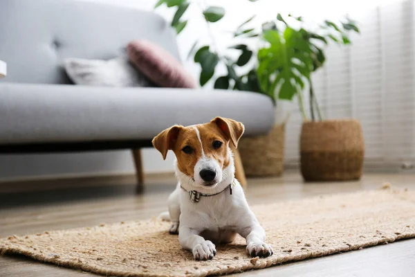 好奇的杰克罗素泰里尔小狗看着摄像机 可爱的小狗 在家里竖起耳朵 脸上挂着滑稽的表情 复制空间 — 图库照片