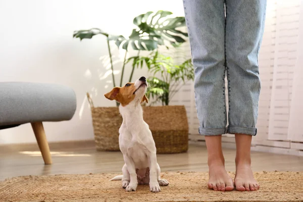 Ciekawy Szczeniak Jack Russell Terrier Patrzący Kamerę Uroczy Piesek Złożonymi — Zdjęcie stockowe