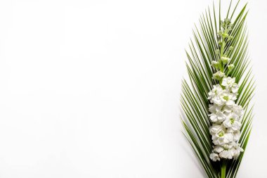 İzole edilmiş arkaplanda güzel beyaz matthiola çiçeklerinin stüdyo görüntüleri ve metin için bir sürü kopya alanı. Kadınsı çiçek kompozisyonu. Yaklaş, üstten bak, arkaplan, düz yat.