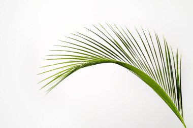 Beyaz arka planda izole edilmiş, tropikal hindistan cevizi palmiyesinden bir yaprak. Görünür dokusu olan egzotik bitkinin minimalist görüntüsü. Kirlilikten arınmış sembol. Kapat, boşluğu kopyala.