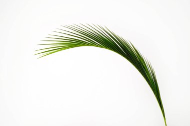 Beyaz arka planda izole edilmiş, tropikal hindistan cevizi palmiyesinden bir yaprak. Görünür dokusu olan egzotik bitkinin minimalist görüntüsü. Kirlilikten arınmış sembol. Kapat, boşluğu kopyala.