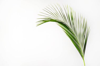 Beyaz arka planda izole edilmiş, tropikal hindistan cevizi palmiyesinden bir yaprak. Görünür dokusu olan egzotik bitkinin minimalist görüntüsü. Kirlilikten arınmış sembol. Kapat, boşluğu kopyala.