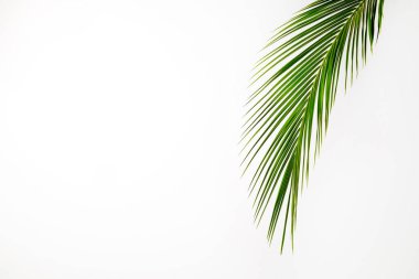 Beyaz arka planda izole edilmiş, tropikal hindistan cevizi palmiyesinden bir yaprak. Görünür dokusu olan egzotik bitkinin minimalist görüntüsü. Kirlilikten arınmış sembol. Kapat, boşluğu kopyala.