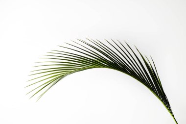 Beyaz arka planda izole edilmiş, tropikal hindistan cevizi palmiyesinden bir yaprak. Görünür dokusu olan egzotik bitkinin minimalist görüntüsü. Kirlilikten arınmış sembol. Kapat, boşluğu kopyala.