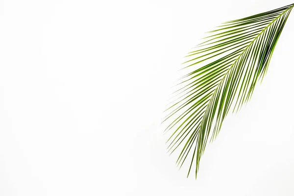 Una Hoja Verde Palmera Coco Tropical Aislada Sobre Fondo Blanco —  Fotos de Stock