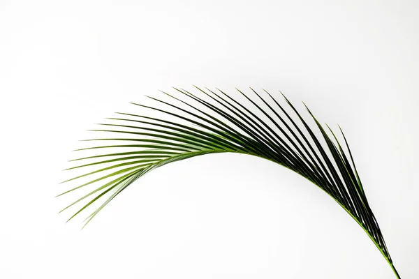 Una Hoja Verde Palmera Coco Tropical Aislada Sobre Fondo Blanco — Foto de Stock