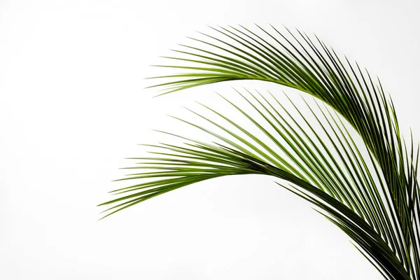 Grupa Dużych Zielonych Liści Egzotycznej Palmy Daty Izolowane Białym Tle — Zdjęcie stockowe