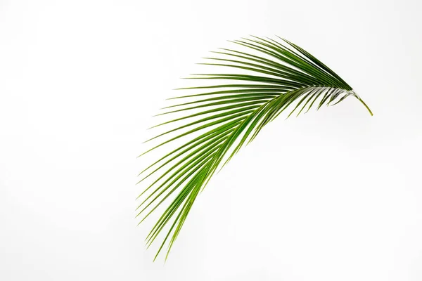 Jeden Zielony Liść Tropikalnej Palmy Kokosowej Odizolowany Białym Tle Minimalistyczny — Zdjęcie stockowe