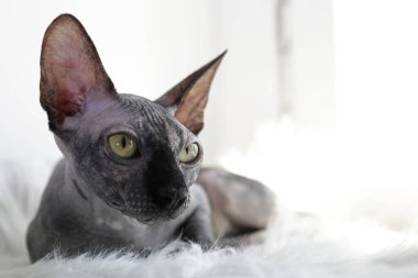 Kıllı bir battaniyenin üzerinde oturan gri Kanada vizon noktalı sfenks kedisi. Sarı gözlü, güzel safkan tüysüz kedi yavrusu. Doğal ışık. Kapat, kopyala boşluk, arkaplan.