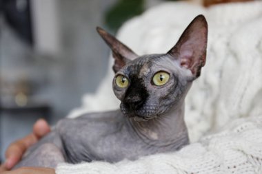 Gri Kanada vizon noktalı sfenks kedisi evde sahibiyle birlikte. Güzel safkan tüysüz kedi yavrusu. Kapat, kopyala boşluk, arkaplan.