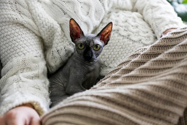 Grey Canadian Nork Point Sphynx Cat Home Her Owner Krásné — Stock fotografie