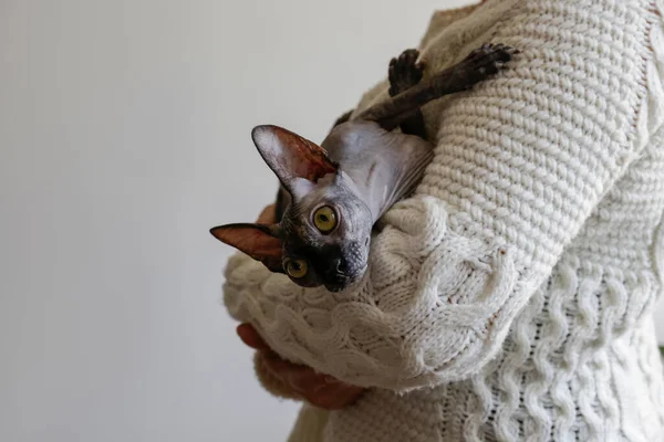 Gato Esfinge Punto Visón Canadiense Gris Casa Con Dueño Hermoso —  Fotos de Stock