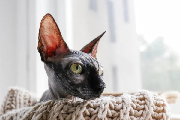 stock image Grey Canadian mink point sphynx cat sitting in a basket with blanket. Beautiful purebred hairless kitten with yellow eyes. Natural light. Close up, copy space, background.