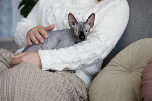 Grey Canadian Mink Point Sphynx Cat Home Her Owner Beautiful Stock Picture