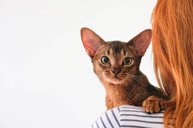 Habeş kedisi evde, sahibinin yanında. Güzel safkan kısa saçlı kedi yavrusu. Kapat, kopyala boşluk, arkaplan.