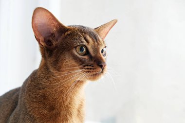 Habeş kedisi evde, sahibinin yanında. Güzel safkan kısa saçlı kedi yavrusu. Kapat, kopyala boşluk, arkaplan.