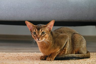 Habeş kedisi evde, sahibinin yanında. Güzel safkan kısa saçlı kedi yavrusu. Kapat, kopyala boşluk, arkaplan.