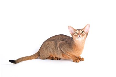 Habeş kedisi evde, sahibinin yanında. Güzel safkan kısa saçlı kedi yavrusu. Kapat, kopyala boşluk, arkaplan.