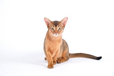 Habeş kedisi evde, sahibinin yanında. Güzel safkan kısa saçlı kedi yavrusu. Kapat, kopyala boşluk, arkaplan.