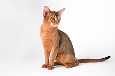 Habeş kedisi evde, sahibinin yanında. Güzel safkan kısa saçlı kedi yavrusu. Kapat, kopyala boşluk, arkaplan.