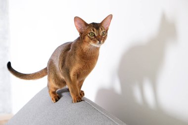 Habeş kedisi evde, sahibinin yanında. Güzel safkan kısa saçlı kedi yavrusu. Kapat, kopyala boşluk, arkaplan.