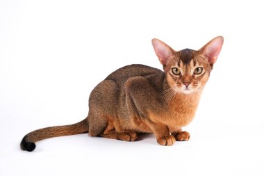 Habeş kedisi evde, sahibinin yanında. Güzel safkan kısa saçlı kedi yavrusu. Kapat, kopyala boşluk, arkaplan.