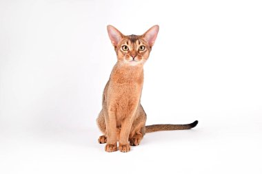 Habeş kedisi evde, sahibinin yanında. Güzel safkan kısa saçlı kedi yavrusu. Kapat, kopyala boşluk, arkaplan.