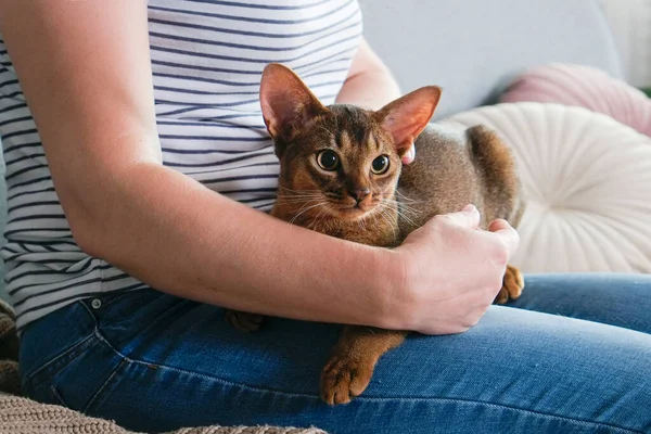 埃塞俄比亚猫在家里 主人在家里 漂亮的纯种短毛小猫 复制空间 — 图库照片