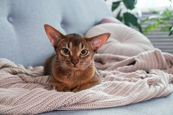 Abyssinian cat at home with her owner at home. Beautiful purebred short haired kitten. Close up, copy space, background.