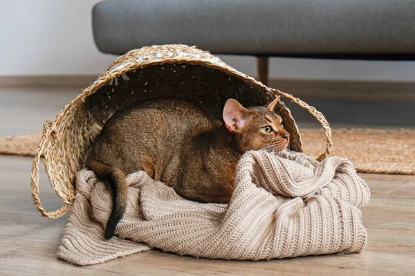 Ruddy Abyssinian cats at home with her owner at home. Beautiful purebred short haired kitten. Close up, copy space, background.