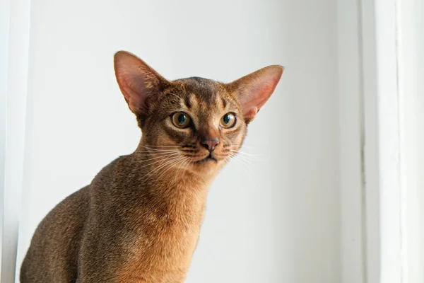 Abyssinian cat at home with her owner at home. Beautiful purebred short haired kitten. Close up, copy space, background.