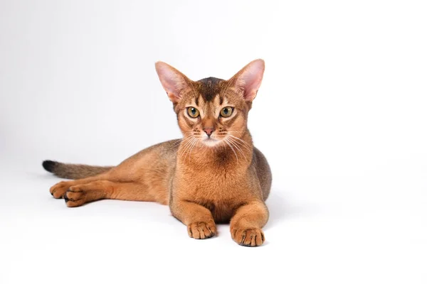 Habeş Kedisi Evde Sahibinin Yanında Güzel Safkan Kısa Saçlı Kedi — Stok fotoğraf