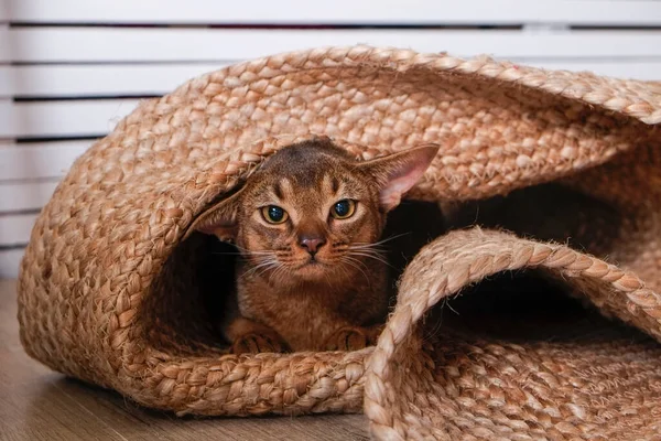 Ruddy Abyssinian cats at home with her owner at home. Beautiful purebred short haired kitten. Close up, copy space, background.