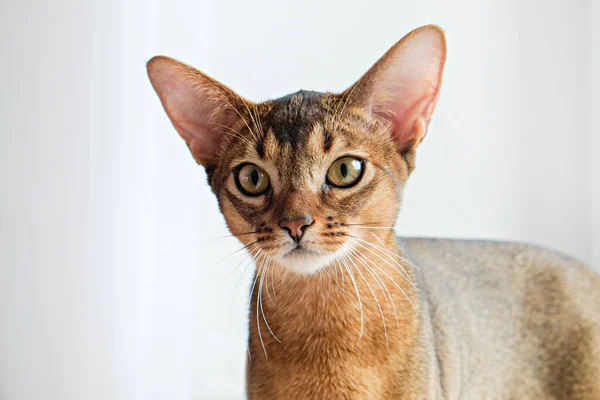 Gato Abisinio Casa Con Dueño Casa Hermoso Gatito Pelo Corto —  Fotos de Stock