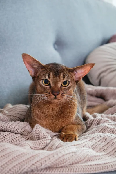 埃塞俄比亚猫在家里 主人在家里 漂亮的纯种短毛小猫 复制空间 — 图库照片