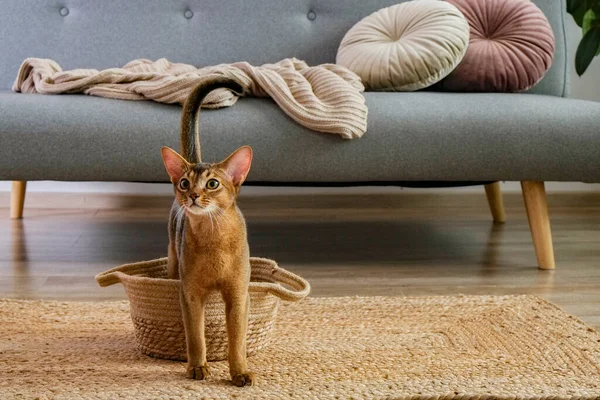 Abyssinian cat at home with her owner at home. Beautiful purebred short haired kitten. Close up, copy space, background.