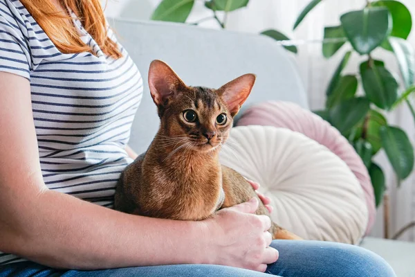 Gato Abissínio Casa Com Seu Dono Casa Belo Gatinho Pêlo — Fotografia de Stock